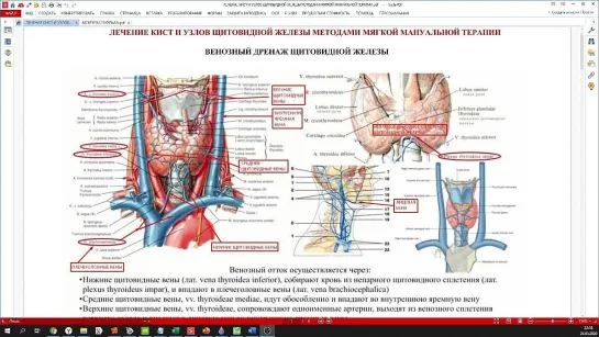 Фрагмент интенсива - ЛЕЧЕНИЕ КИСТ И УЗЛОВ ЩИТОВИДНОЙ ЖЕЛЕЗЫ МЕТОДАМИ МЯГКОЙ МАНУАЛЬНОЙ ТЕРАПИИ