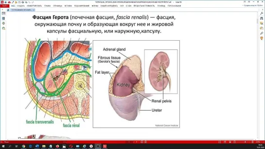 Методика устранения фасциальных укорочений почечной фасции