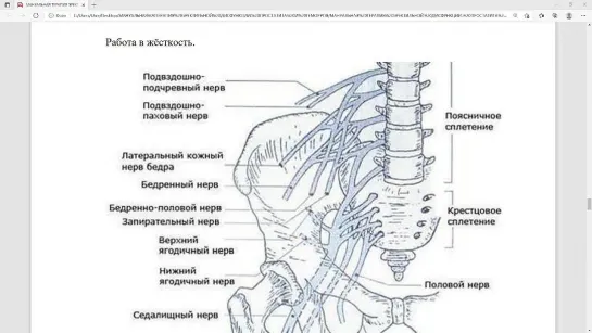 Высвобождение сегментов S1 – S2