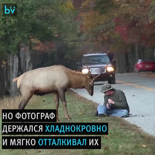 Фотограф-натуралист получил больше, чем он рассчитывал