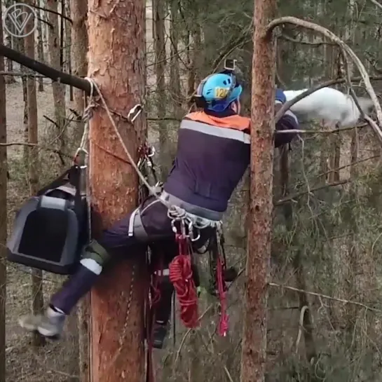 КОШКИСПАС.. спешит на помощь!