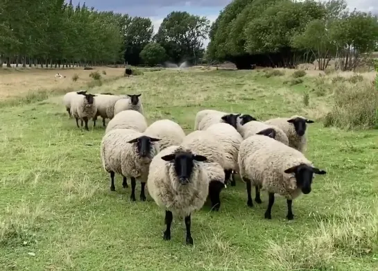 Here are my girls . Suffolks . Saying hello .