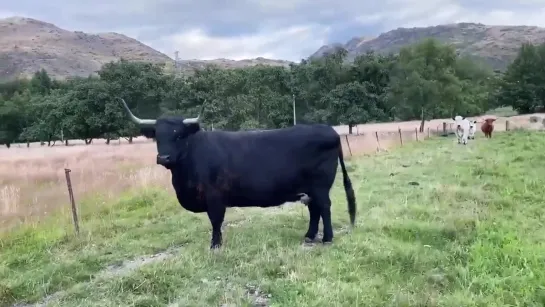 FAT SHAMING A COW.