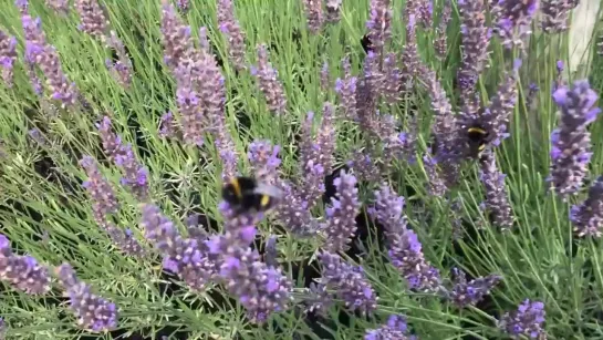 @TwoPaddocks - Bees on lavender