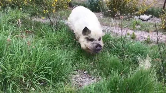 Sam Neill`s Pig (Sam Neill @Two Paddocks)