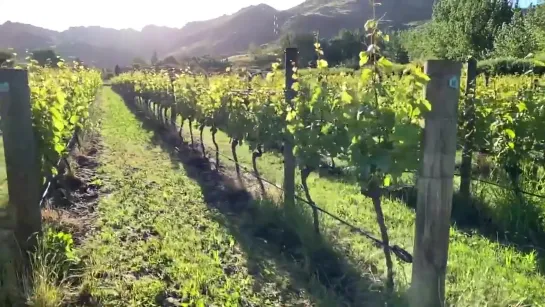 @TwoPaddocks - Vines. Riesling, Ram Block . This afternoon....