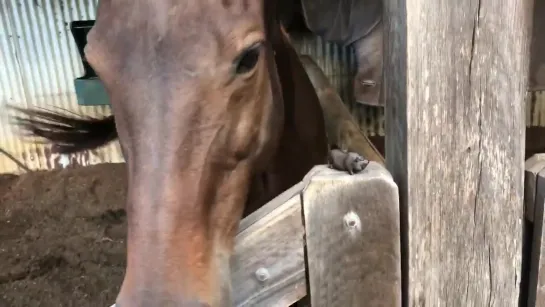 @TwoPaddocks - New potbellied pig and friend.