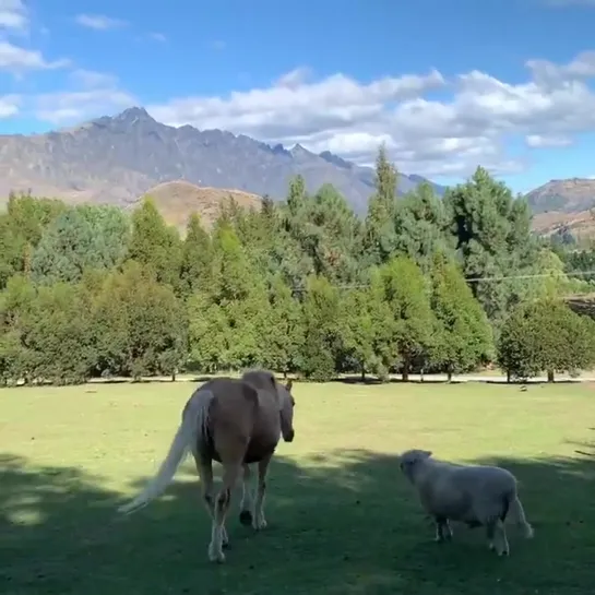 @TwoPaddocks - This is what FRIENDSHIP looks like. Today. Front paddock.