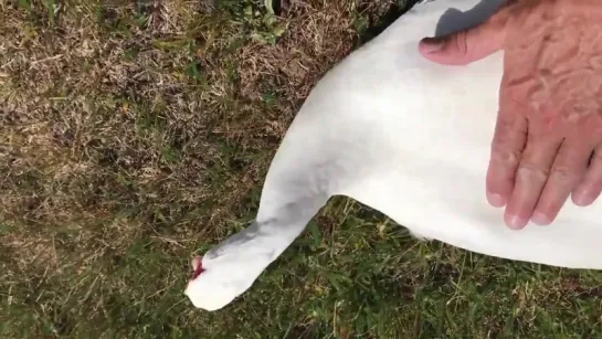 Sam Neill @TwoPaddocks - How To Massage a Duck .