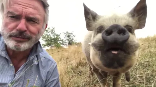 Sam Neill and The Pig... @TwoPaddocks