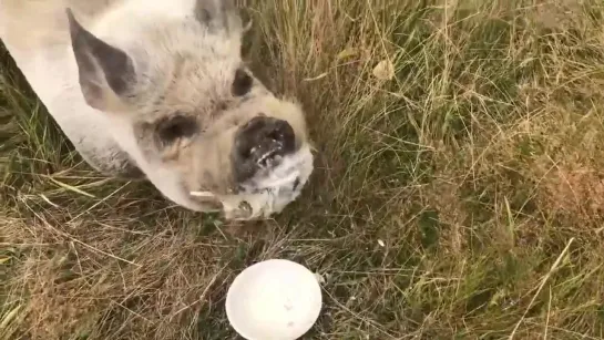 Sam Neill and The Pig @TwoPaddocks