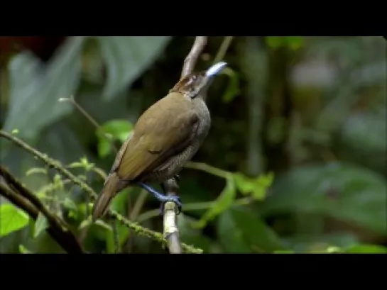 Райские птицы / Birds of Paradise