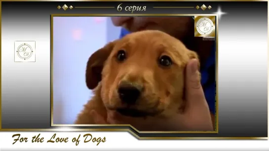 Пол О"Грэди. Из любви к собакам 6 серия / Paul O'Grady: For the Love of Dogs 06