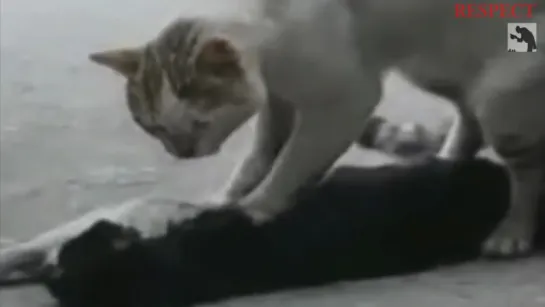 Animal Heroes _ Animal Helps and Saves Other Animal _ Try To Watch This Without