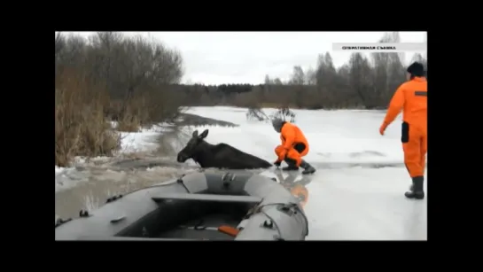 Спасение животных подборка 2016