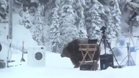 L'orso e la lavatrice