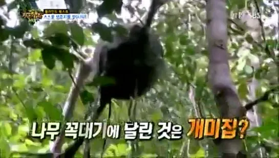 090514 Law Of The Jungle in Brazil (Ep.108/2) [1]