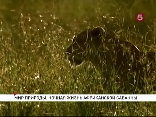 BBC Мир Природы. Ночная жизнь африканской саванны / The Natural World. Mara Nights