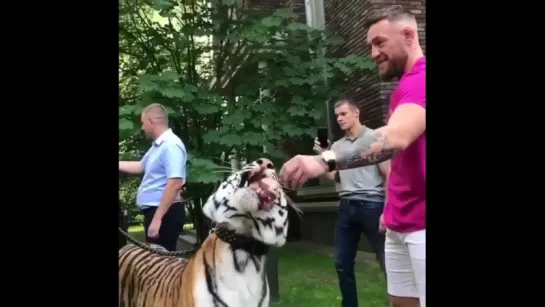 🐅🐅  #conormcgregor #tiger #russia