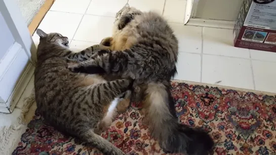 Fat cat fight