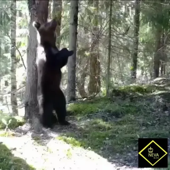 Мишку у чесального дерева поймали фотоловушки