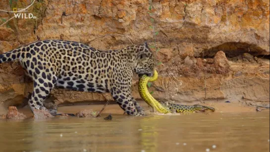 Nat Geo Wild: Самые мощные челюсти / World's Deadliest Bite (2021) /Avaros/