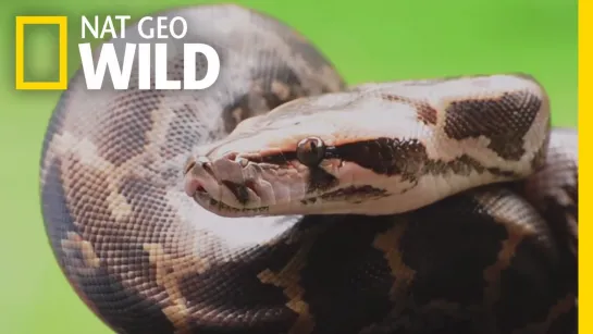 Nat Geo Wild: Змеи-монстры / Monster Snakes (2019) /Avaros/