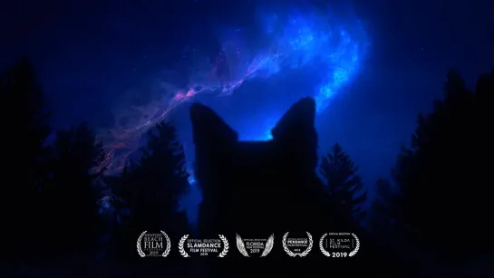 Собака в лесу / Dog in the Woods (2018) /Avaros/