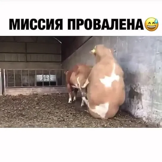 Видео от Якова Пашнина