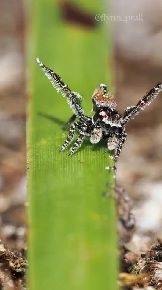 Брачный танец Maratus aquilus (вид пауков-павлинов)⁠⁠