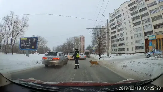 В Челябинске сотрудник ГИБДД перевел хромую собаку через дорогу.