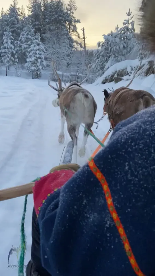 Видео от Мурманск