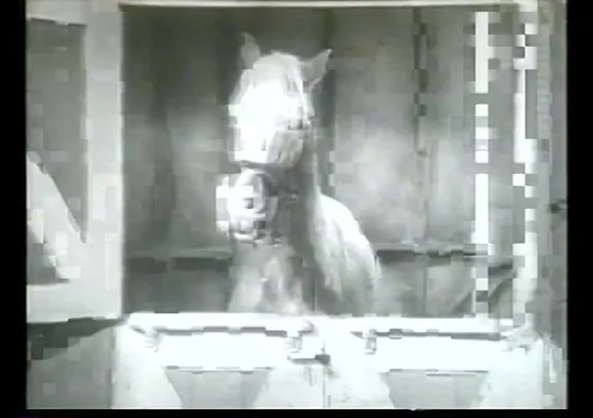 Mister Ed 1x02 (latino)