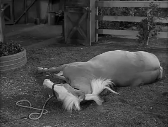 Mister Ed 1x01