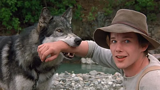 Белый клык /  White Fang, (1991 США) драма приключения дети в кино Режиссёр: Рэндал Клайзер