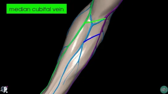 47. Upper Limb Veins - 3D Anatomy Tutorial