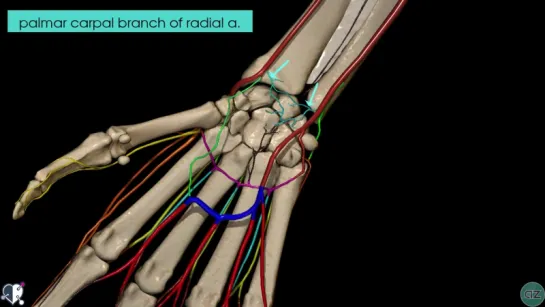 46. Upper Limb Arteries - Hand and Wrist - 3D Anatomy Tutorial