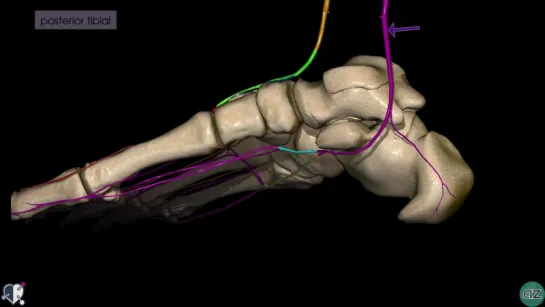 43. Foot Arteries - 3D Anatomy Tutorial