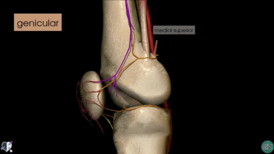 41. Knee Arteries - 3D Anatomy Tutorial