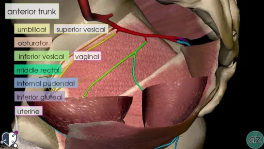 39. Internal Iliac Artery