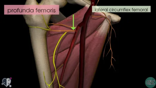 40. Thigh Arteries - 3D Anatomy Tutorial