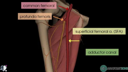 38. Lower Limb Arteries Overview - 3D Anatomy Tutorial