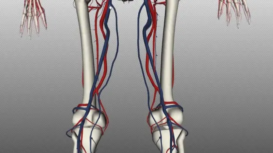 37. Veins of the body - PART 2 - Anatomy Tutorial