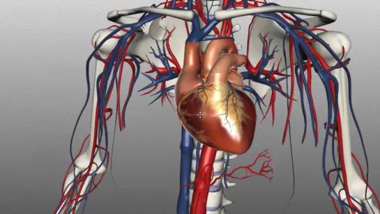 34. Arteries of the body - PART 1 - Anatomy Tutorial