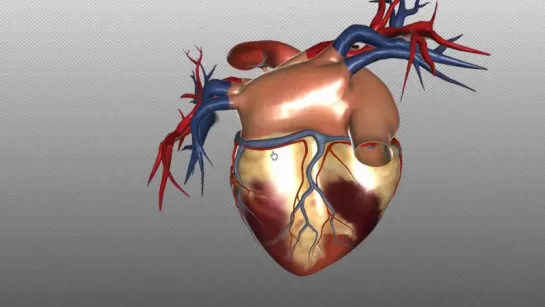 29. Blood supply to the heart - PART 2 - Anatomy Tutorial