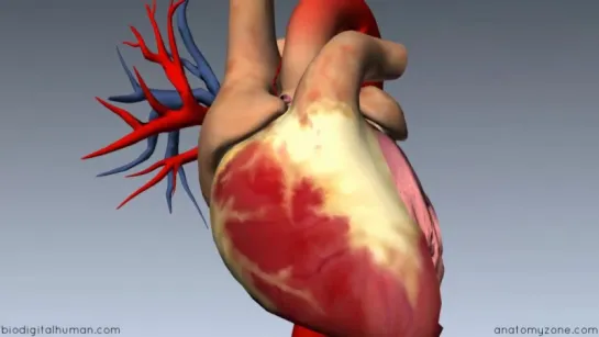 27. Heart Anatomy - Left Ventricle - 3D Anatomy Tutorial