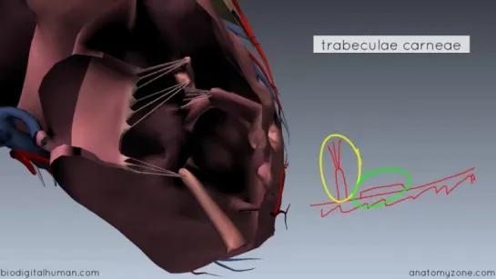 25. Heart Anatomy - Right Ventricle - 3D Anatomy Tutorial