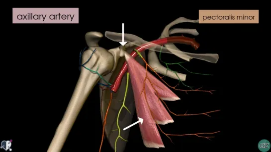 22. Upper Limb Arteries - Arm and Forearm - 3D Anatomy Tutorial