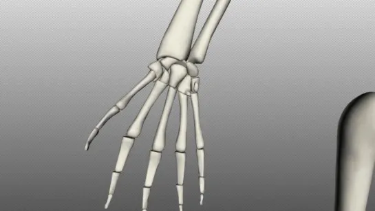 14. Bones of the Hand and Wrist - Anatomy Tutorial