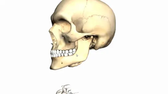 Skull tutorial (4) - Mandible - Anatomy Tutorial